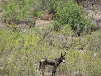 El burro!!!-signal-162.jpg