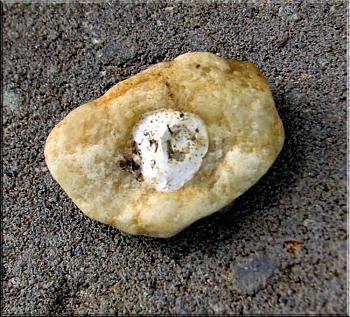 Does anyone have any authentic relics, artifacts or fossils they would like to show??-special-rock-.jpg