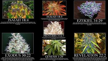Canada has gone to pot?-biblical-references-cannabis.jpg