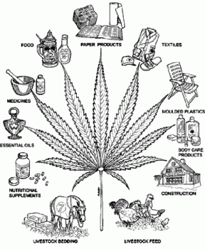 Canada has gone to pot?-marijuana.gif