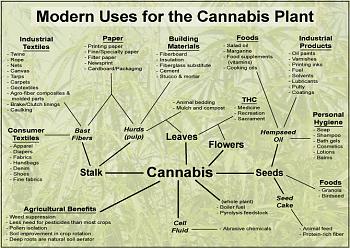 Canada has gone to pot?-modern-uses-cannabis-plant.jpg