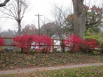 fall colors-red-bushes-monitor.jpg