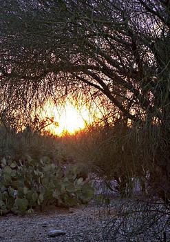 January Picture of the Month Contest-azdesertsunset.jpg