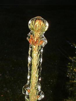July Photo of the Month Contest-5icey-028.jpg