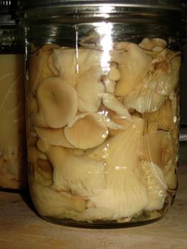 growing oyster mushrooms-754.jpg