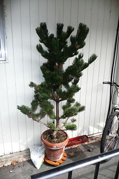 Free Tree from Lowes!-p133.jpg