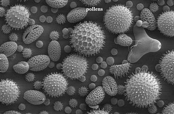 Allergy Medication-pollen.jpg