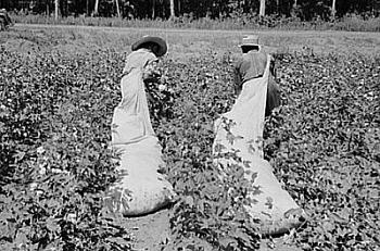 the French cuff cowboy-cotton-pickers.jpg