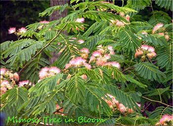 random pictures from your camera-mimosa-tree-bloom.jpg