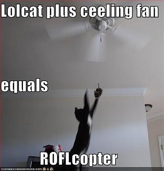 my ceilingfan collection update-lolcatplusceel128505200591406250.jpg