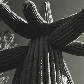 How BIG will a SAGUARO get?-medium_289201015256833_saguaro-stretch_xlg.jpg