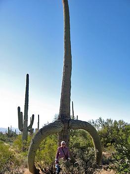 How BIG will a SAGUARO get?-upside_down_saguaro%5B2%5D.jpg