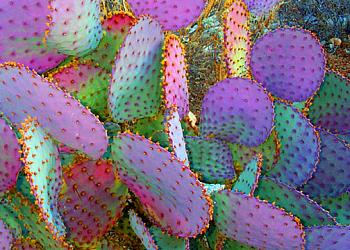 How BIG will a SAGUARO get?-psychedelic-cactus-lg.jpg