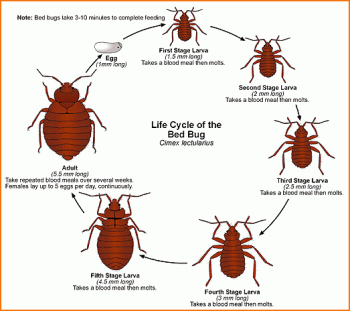 a warning to everyone-bed-bugs-life-cycle.gif