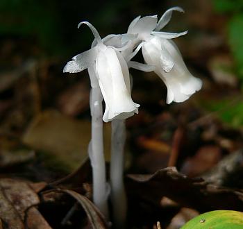 Monotropoideae-indian_pipe3.jpg