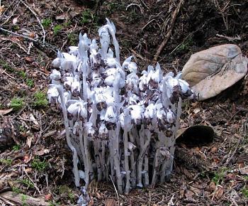Monotropoideae-indian_pipe1.jpg