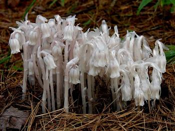 Monotropoideae-indian_pipe.jpg