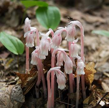 Monotropoideae-indian-pipe-8.jpg