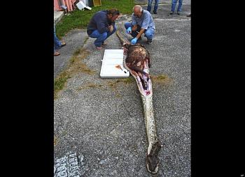One HECK of a SNAKE !!!-05.jpg
