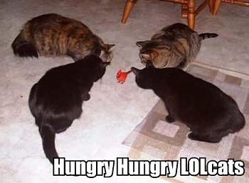 Funny stupid picture thread-hungry-hungry-lolcats.jpg