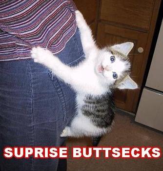 Funny stupid picture thread-lolcats-surprise-buttsecks.jpg