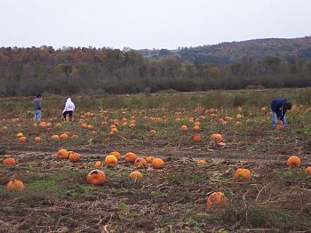 N.W. Pennsylvania pic thread-pumpkin_field.jpg