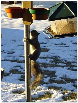Photos of animal antics for your enjoyment.-squirrel-one-one-fourth-inch-electrical-conduit.jpg