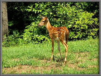 Just animal photography......photos you have taken!-eastern-white-tailed-deer-fawn.jpg