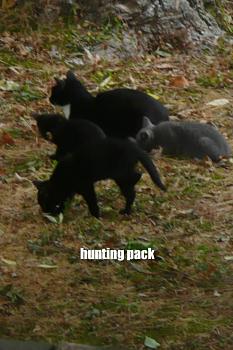 Lets see your pet pics!-pack-hunting.jpg