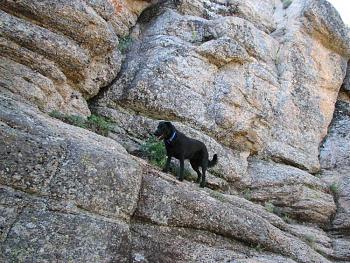 Lets see your pet pics!-hike-143.jpg