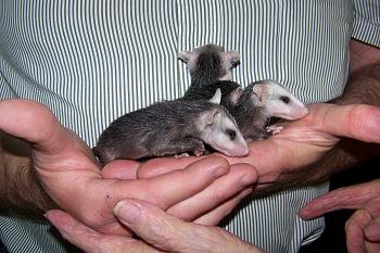 Baby Possums-100_1247.jpg