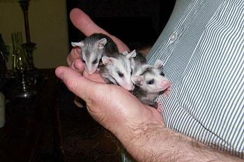 Baby Possums-100_1248.jpg