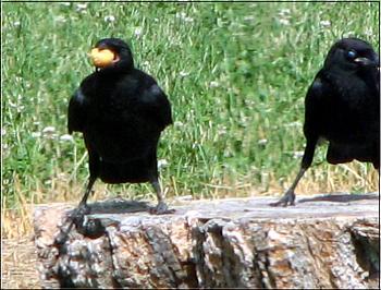 Photos of animal antics for your enjoyment.-crows-seed-beak.jpg