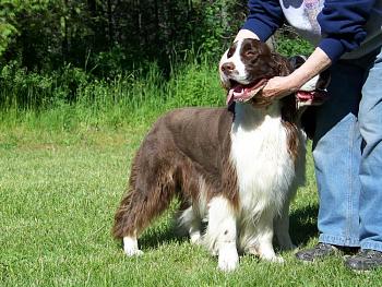 Billy, our English Springer, has cancer.-100_0363.jpg