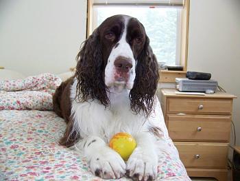 Billy, our English Springer, has cancer.-100_0808.jpg