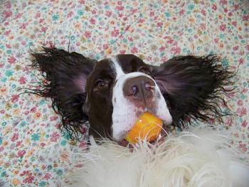 Billy, our English Springer, has cancer.-100_0805.jpg