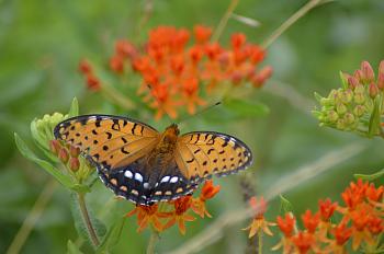 Lets look at some "butterflies" and other insects-094.jpg