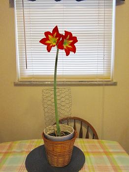 Everybody loves "flowers" and "trees"......let's share-add yours!-amaryllis-blooms-2022-1-17.jpg
