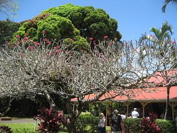 Everybody loves "flowers" and "trees"......let's share-add yours!-hawaii-cruise-2011-084.jpg