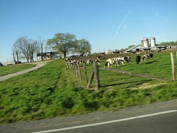 My neighbor is a FAT COW!!!-holstein-cattle-1.jpg