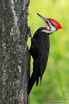 How about your "bird" photos.....here's a few of mine.-pileated_9.jpg