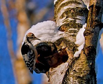 How about your "bird" photos.....here's a few of mine.-woodpecker-7.jpg