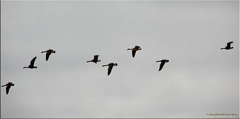 How about your "bird" photos.....here's a few of mine.-geese-wing-1.jpg