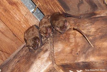 How about your "bird" photos.....here's a few of mine.-brown_bats.jpg