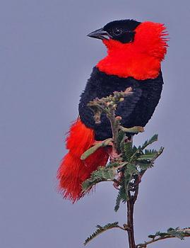 How about your "bird" photos.....here's a few of mine.-red-bishop.jpg
