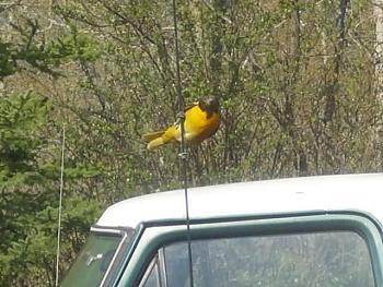 How about your "bird" photos.....here's a few of mine.-pictures-camera-december-20-2010-059.jpg