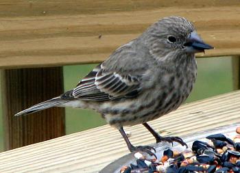How about your "bird" photos.....here's a few of mine.-various-birds-42-.jpg