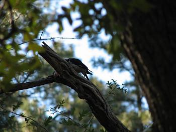 How about your "bird" photos.....here's a few of mine.-cabin-014.jpg