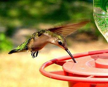 How about your "bird" photos.....here's a few of mine.-ruby-throated-hummingbird-female.jpg