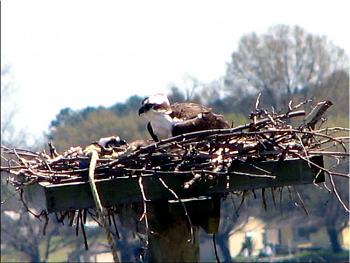 How about your "bird" photos.....here's a few of mine.-osprey-3.jpg